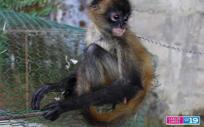 ZOO